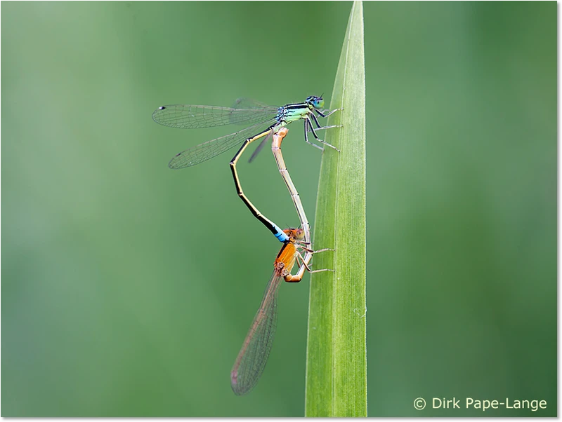 Kleine Pechlibelle - Paarungsrad mit jungen Weibchen Kleine Pechlibelle - Paarungsrad