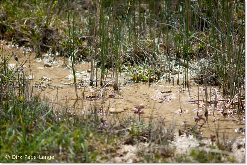 Habitat der Kleinen Pechlibelle Habitat