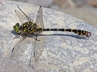 Onychogomphus forcipatus