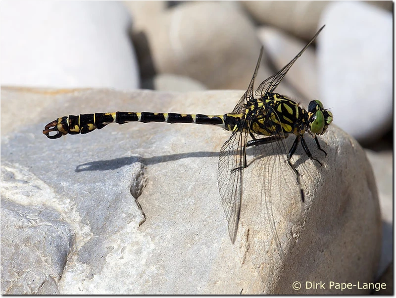 Onychogomphus forcipatus