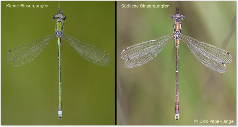 Binsenjungfern im Vergleich