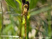 Orthetrum coerulescens