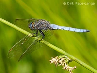 Orthetrum coerulescens