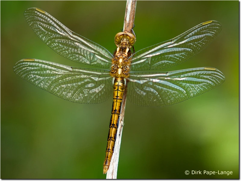 Kleiner Blaupfeil (junges Männchen) Orthetrum coerulescens