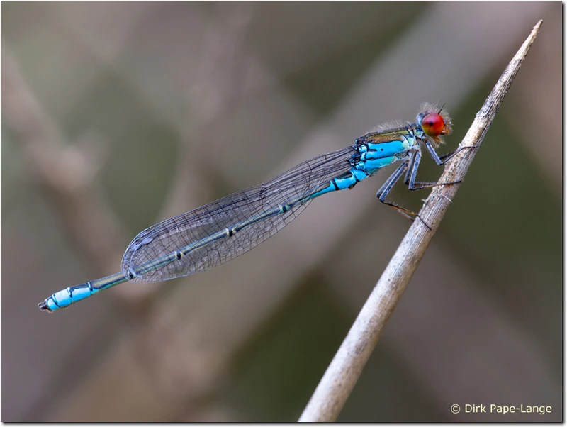 Erythromma viridulum