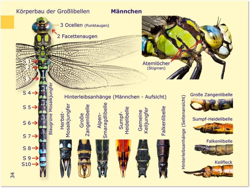 Körperbau Grosslibellen