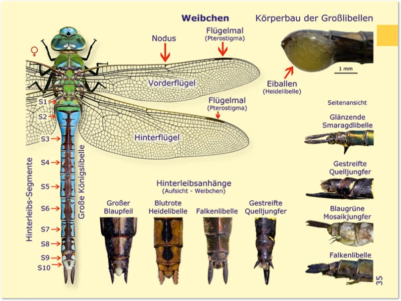 Körperbau Weibchen