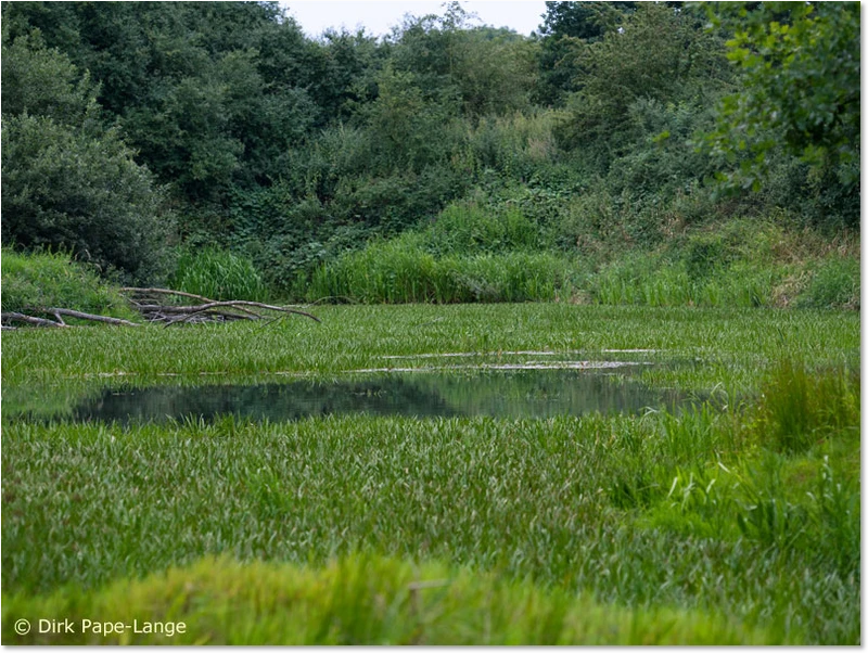 Habitat