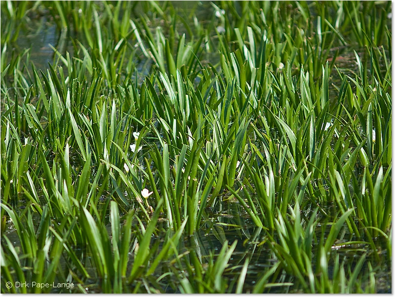 Habitat der Grünen Mosaikjungfer