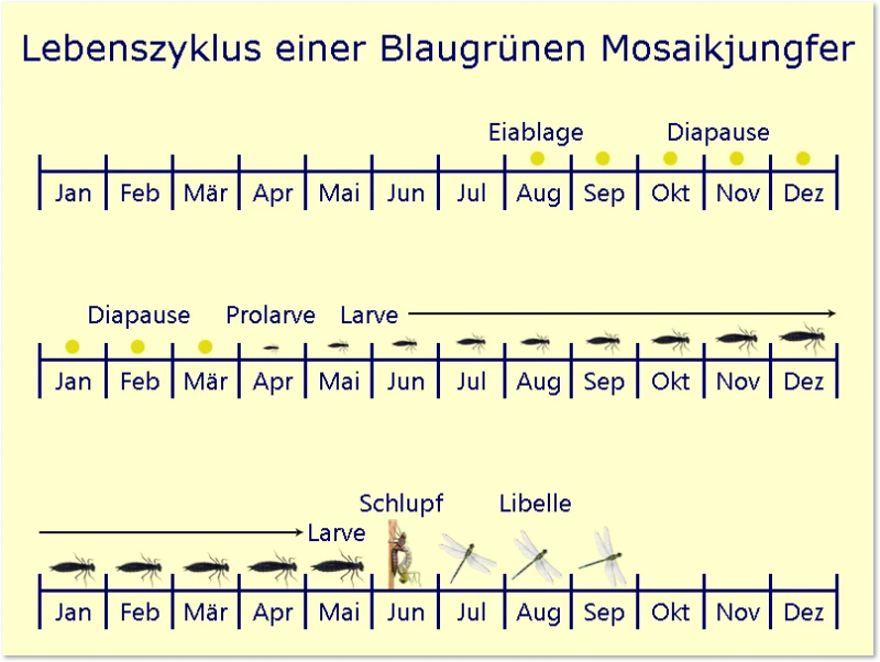 Libellen-Lebenszyklus