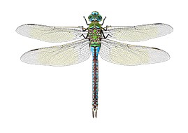 Große Königslibelle (Anax imperator)