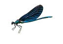 Blauflügel Prachtlibelle (Calopteryx virgo)