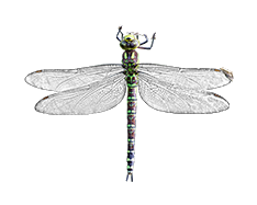 Blaugrüne Mosaikjungfer (Aeshna cyanea)