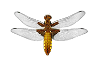 Plattbauch (Libellula depressa)