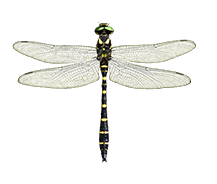 Gestreifte Quelljungfer (Cordulegaster bidentata)