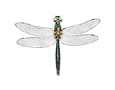 Alpen-Smaragdlibelle (Somatochlora alpestris)