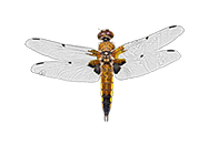 Vierfleck (Libellula quadrimaculata)