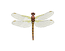 Kleiner Blaupfeil (Orthetrum coerulescens)