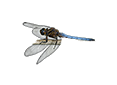 Kleiner Blaupfeil (Orthetrum coerulescens)