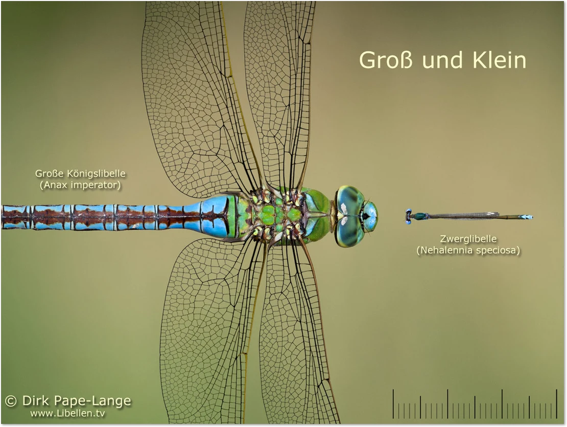 Der Name macht Sinn