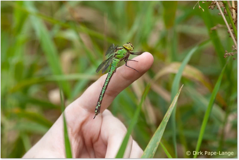 Sticht die Grüne Mosaikjungfer Grüne Mosaikjungfer