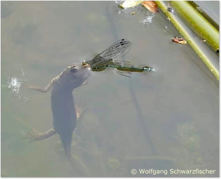 Libellen-Predator - Molch Molch fängt Libelle