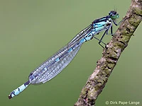 Coenagrion lunulatum