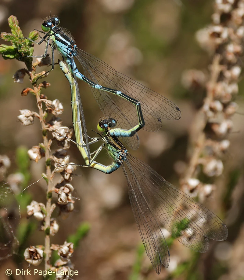 Mond-Azurjungfer Coenagrion lunulatum