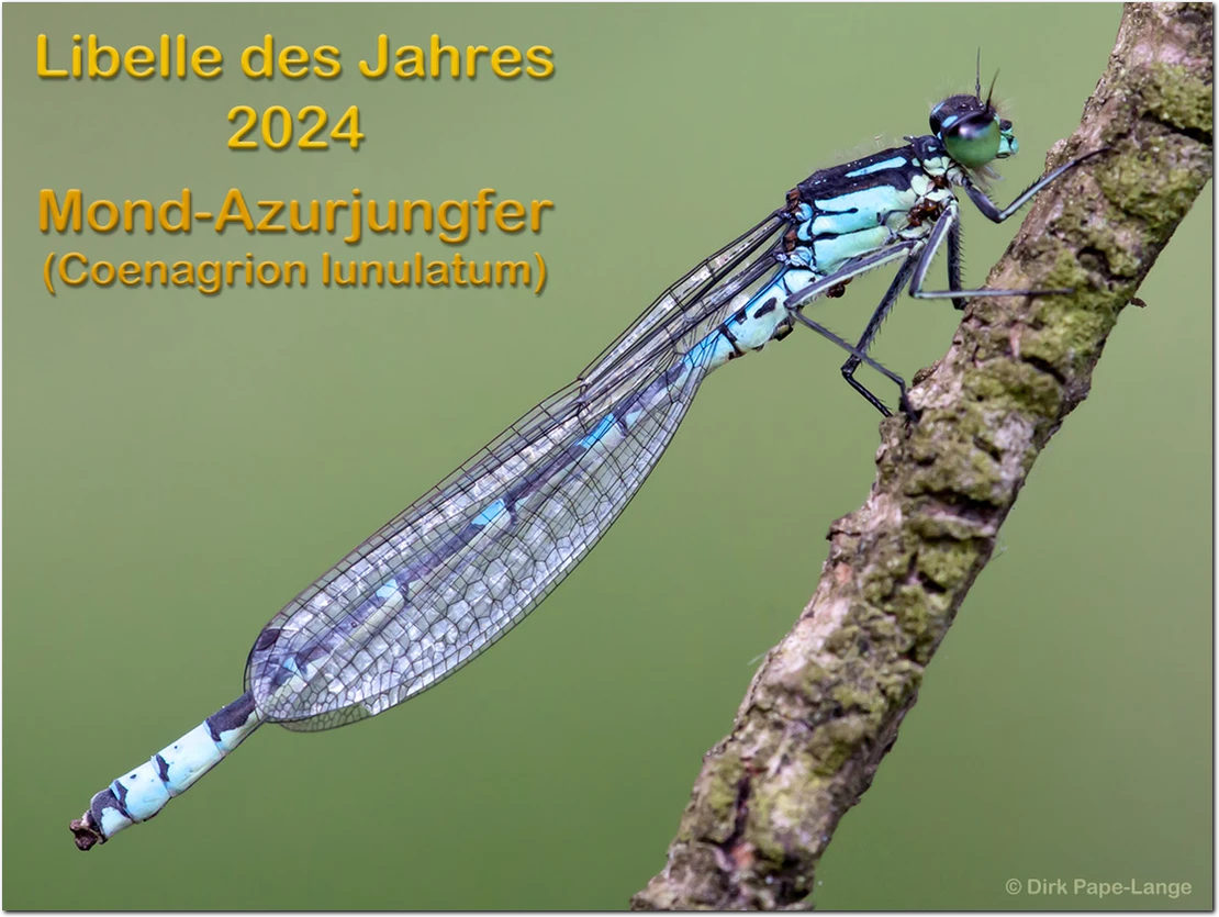 Coenagrion lunulatum