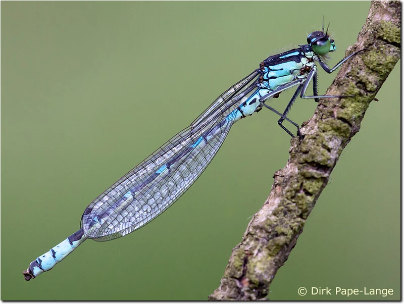 Männchen der Mond-Azurjungfer (Coenagrion lunulatum) Coenagrion lunulatum