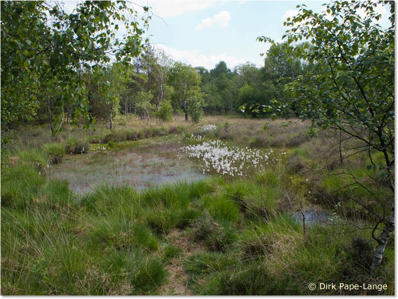 Habitat der Mond-Azurjungfer Habitat
