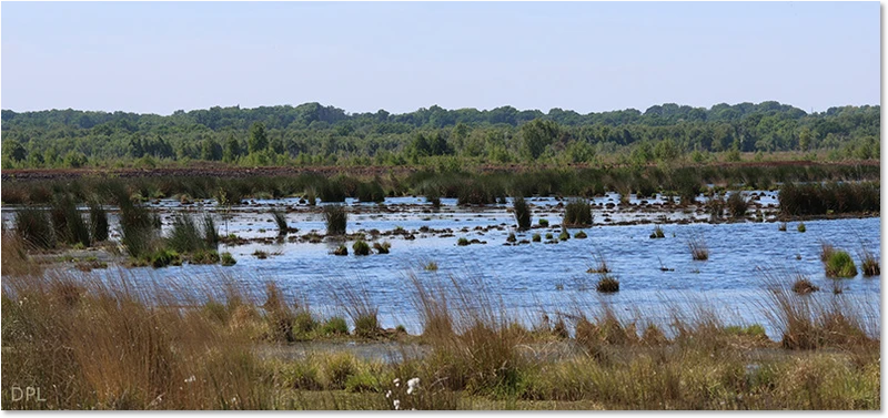 Habitat der Großen Moosjungfer Habitat