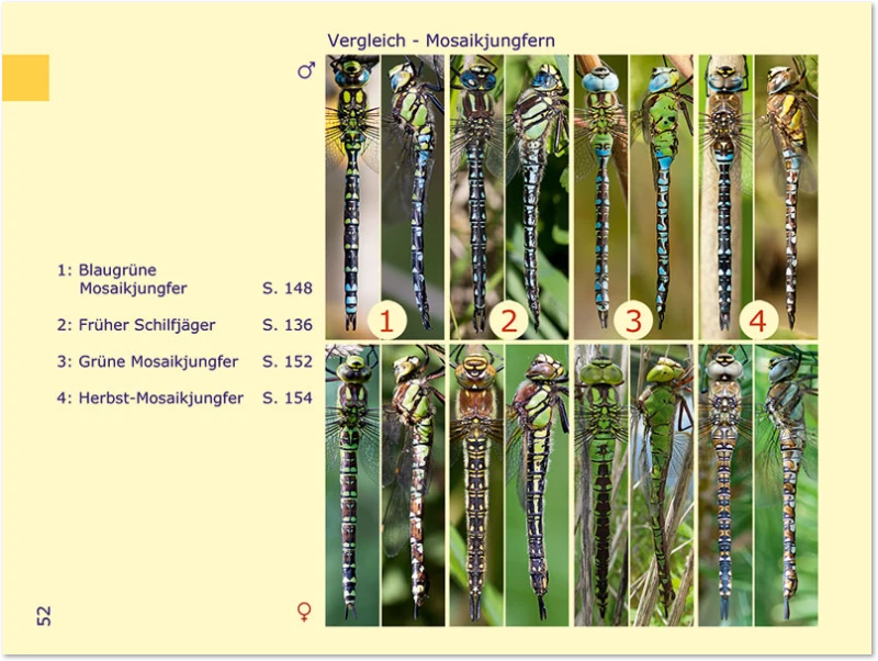 Vergleich Mosaikjungfern 1