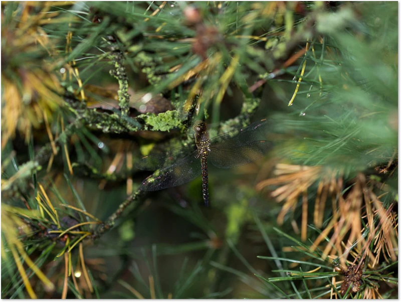 Nachtlager der Herbst-Mosaikjungfer Wo sind Libelle Nachts?