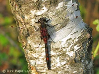 Leucorrhinia rubicunda