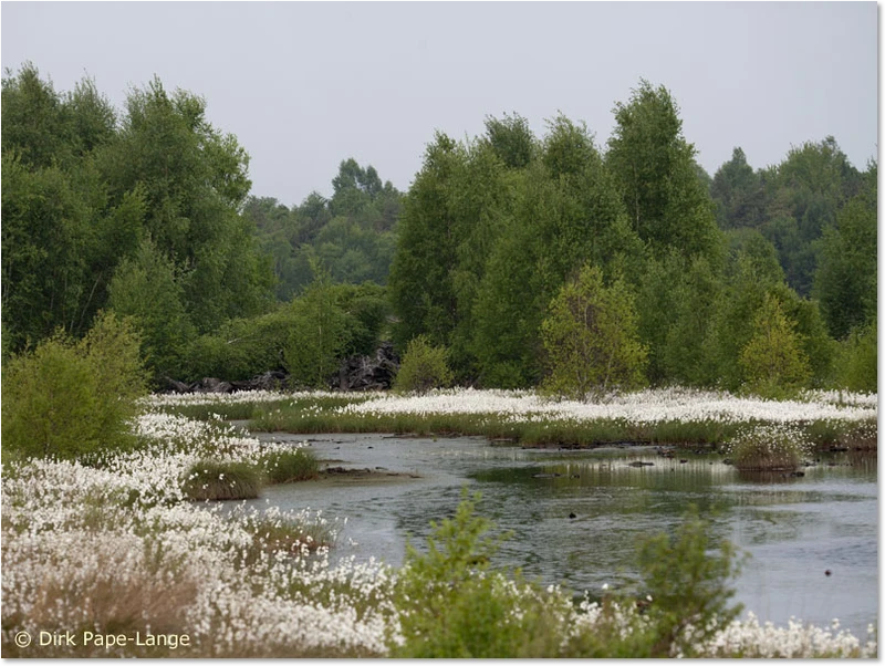 Habitat der Nordischen Moosjungfer