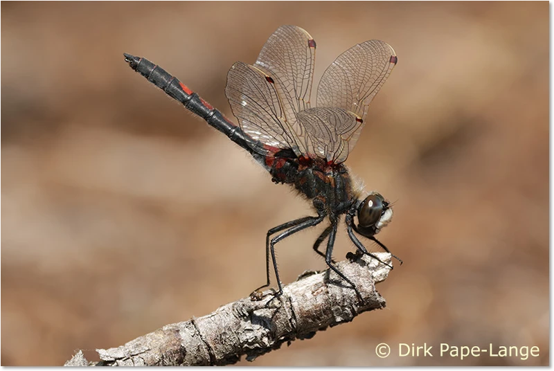 Adultes Männchen der Nordischen Moosjungfer Leucorrhinia rubicunda