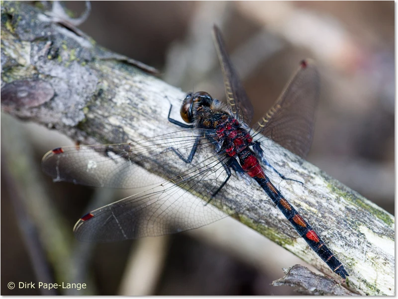 Adultes Männchen der Nordischen Moosjungfer Leucorrhinia rubicunda