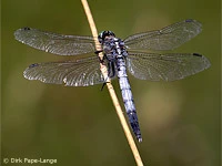 Orthetrum albistylum