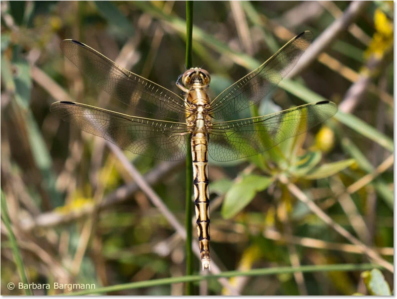 Östlicher Blaupfeil - Weibchen Orthetrum albistylum