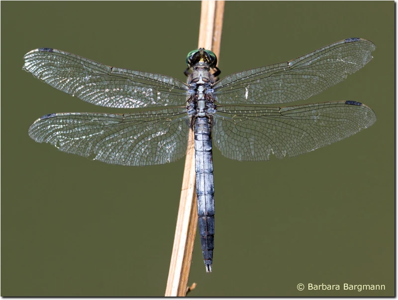 Östlicher Blaupfeil (Orthetrum albistylum) - Männchen Orthetrum albistylum
