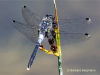 Leucorrhinia albifrons