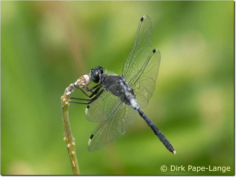 Leucorrhinia albifrons