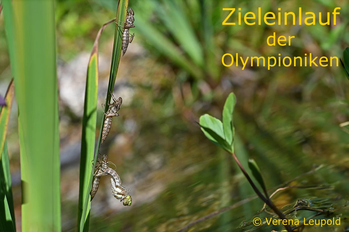 Olympiade der Libellen Zieleinlauf