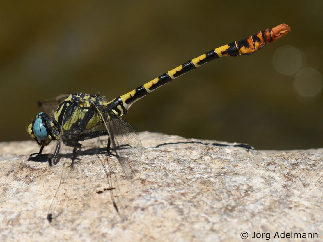 Die schönsten Libellen der Welt Onychogomphus assimilis
