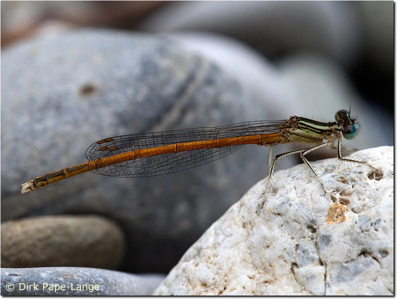 Platycnemis acutipennis