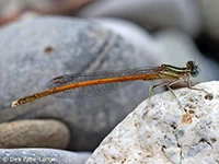 Platycnemis acutipennis