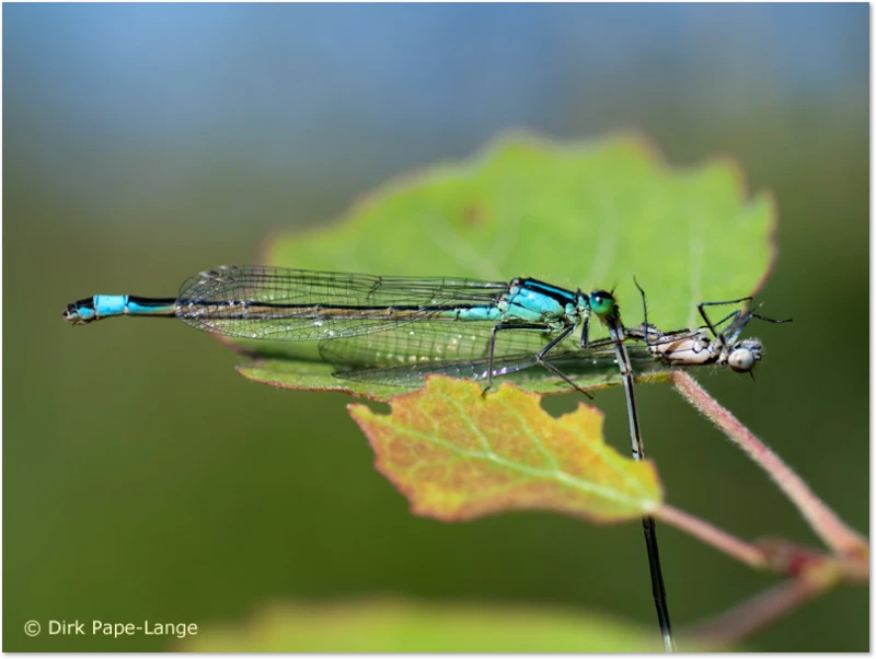 Libellen-Predator - Kleinlibelle Kleinlibelle frisst Kleinlibelle