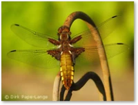 Libellula depressa