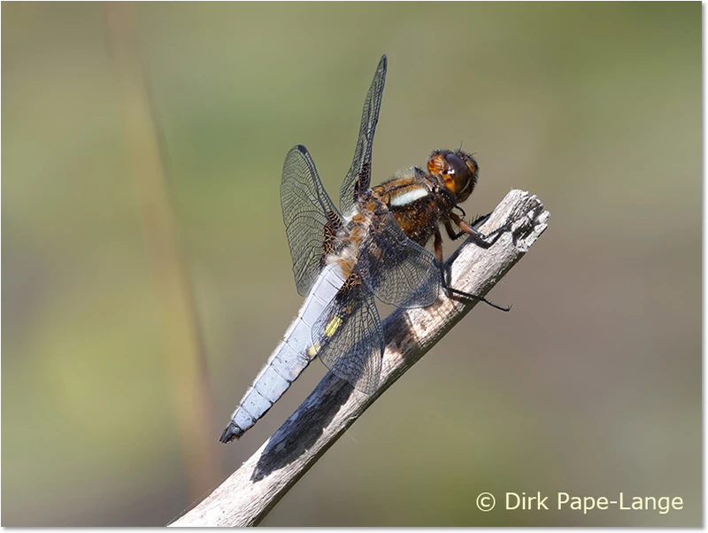 Libellula depressa